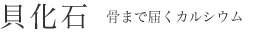 貝化石 骨まで届くカルシウム